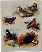 British Birds by Archibald Thorburn (1918)